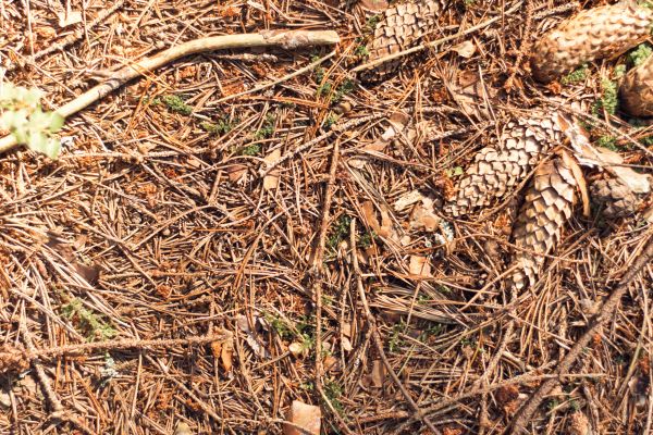 Cost of Pine Needles Removal in Dubuque
