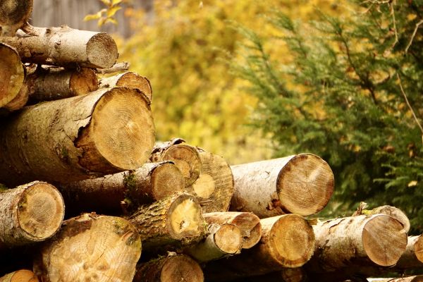Wood Pile Removal in Dubuque
