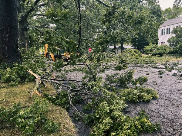 Tree Branch Disposal in Dubuque