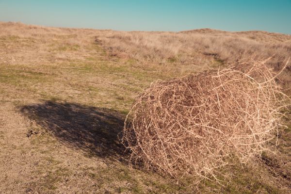 Tumbleweed Removal in Dubuque