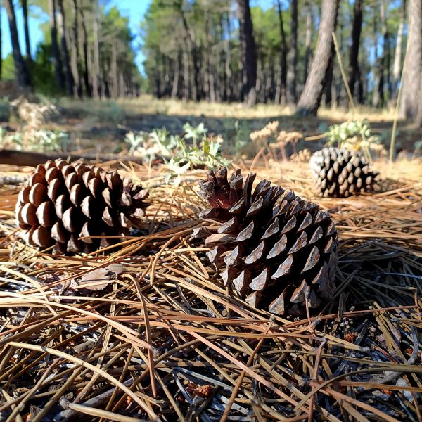 Cost of Pine Cone Removal in Dubuque