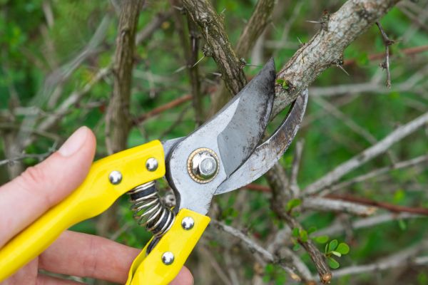 Limbs Removal in Dubuque