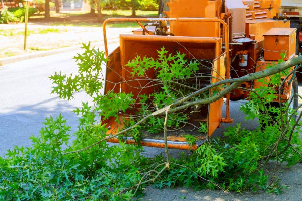 Tree Branches Removal in Dubuque