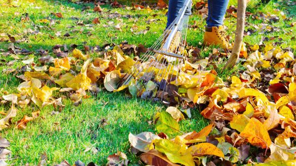 Lawn Cleanup Service in Dubuque