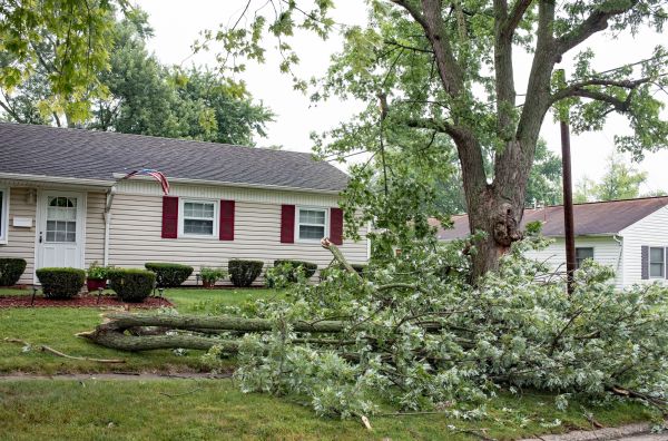 Fallen Branch Removal in Dubuque