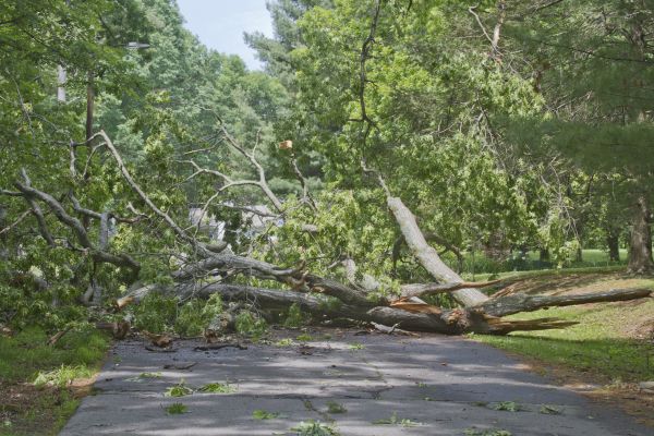 Tree Debris Removal in Dubuque